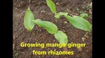 'Video thumbnail for Growing mango ginger from the roots /How to grow mango ginger at home/Mango ginger farming'