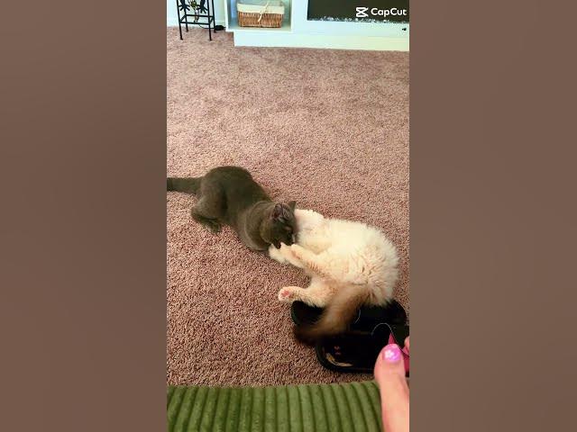 Video thumbnail for Morning play time