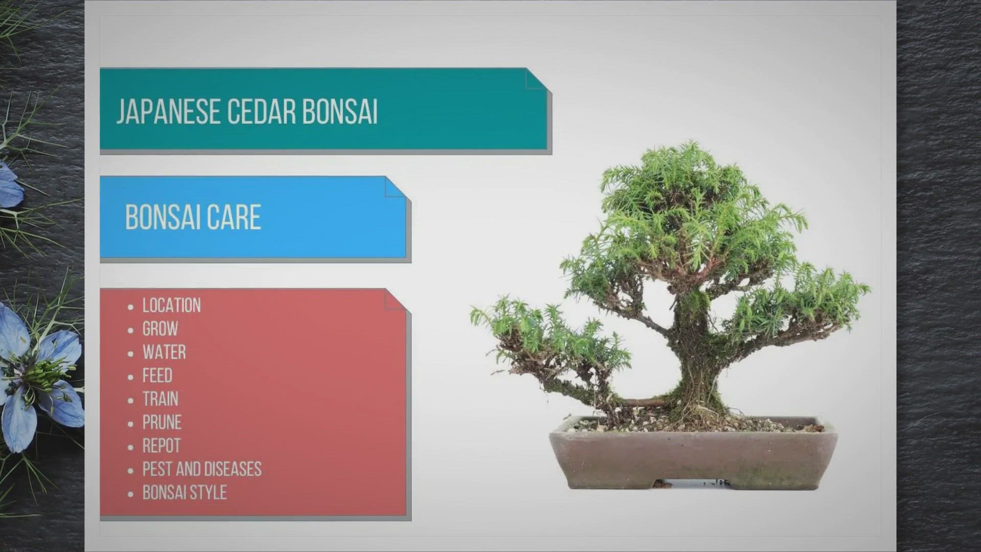 Video thumbnail for Japanese Cedar bonsai care