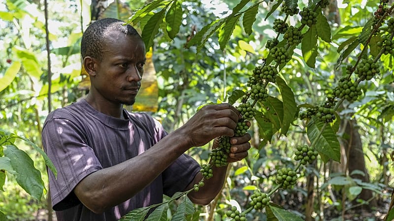 Video thumbnail for Africa’s coffee, cocoa and tea farmers face growing risks as prices swing