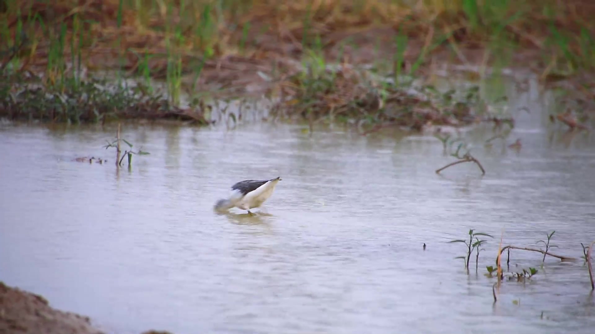 Video thumbnail for Under rain bird catch food eat in lake