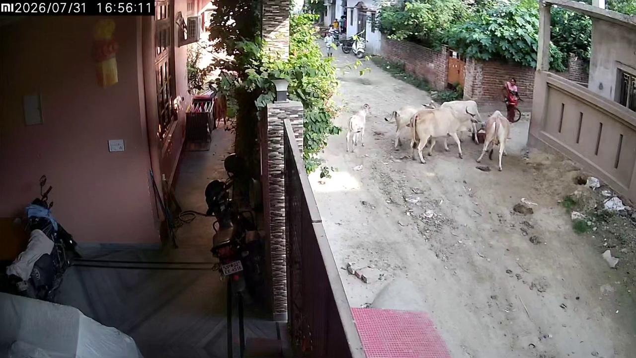 Video thumbnail for India: Terrifying cow attack leaves young girl pinned against wall during frightening street ordeal.