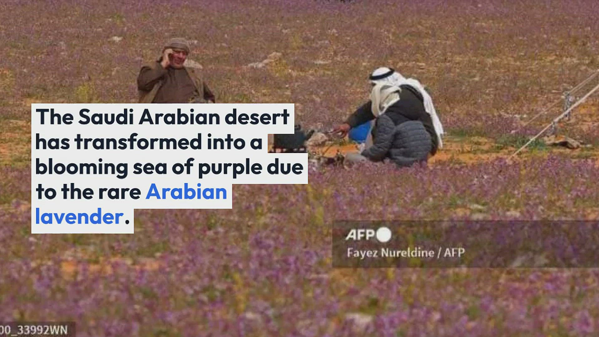 'Video thumbnail for Desert turned purple-pink| A Remarkable Phenomenon In Saudi Arabia'