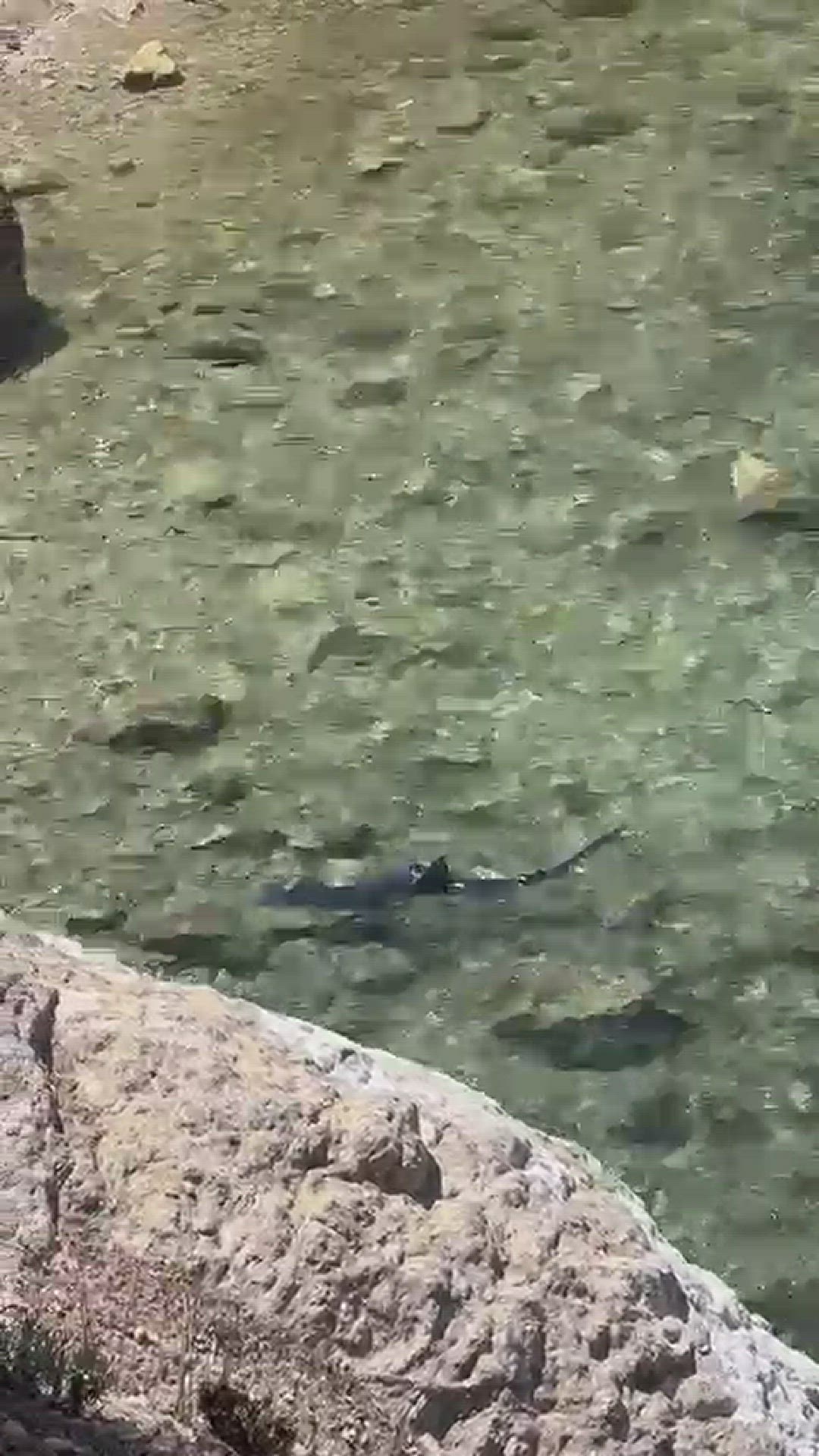Video thumbnail for The shark is seen swimming very close to the rocks and the shore in Ibiza