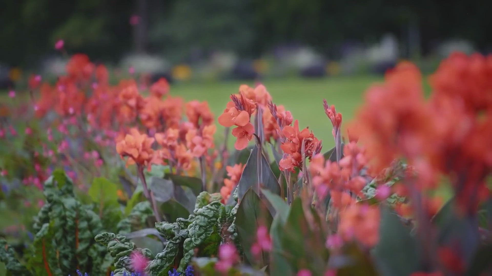 'Video thumbnail for How to Grow Canna Lily in Your Garden'