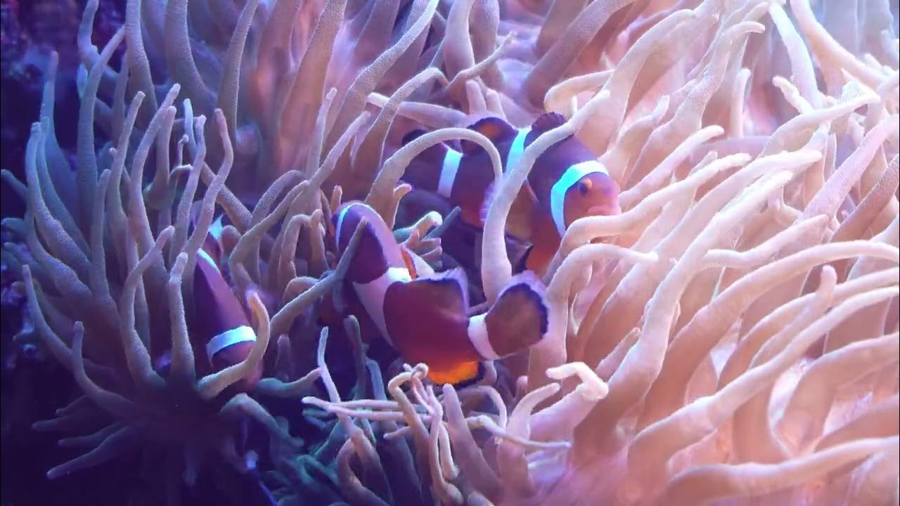 Video thumbnail for Leer alles over vissen op allesovermijnhuisdier.nl