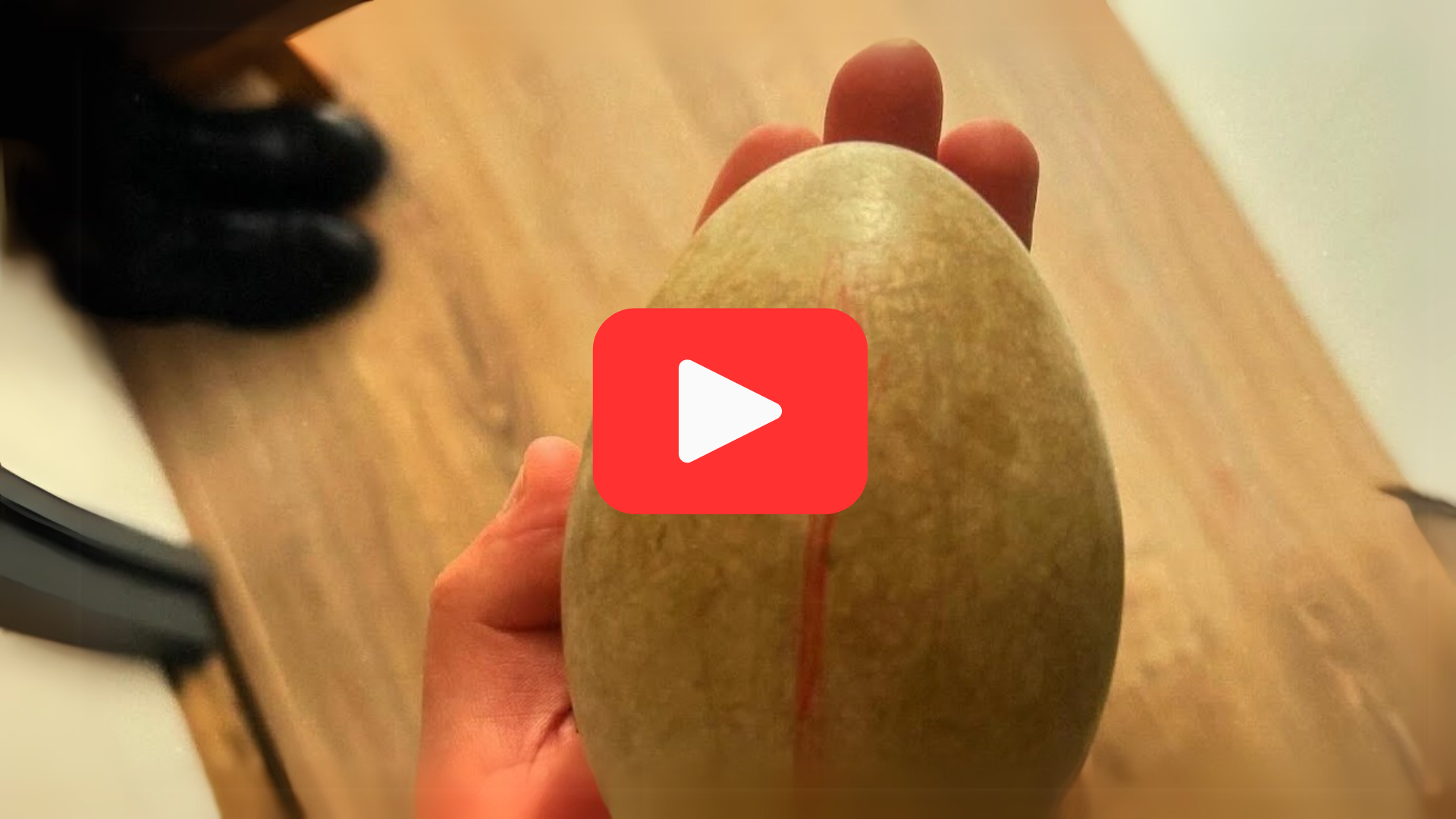 Video thumbnail for A Lifeless Egg, a Second Chance—Meet Giip the Swan