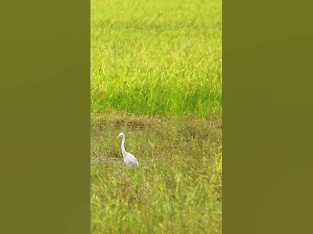 Video thumbnail for White Bird Catch Snail WB 11 #bird #birds #shortbird #viralbirds