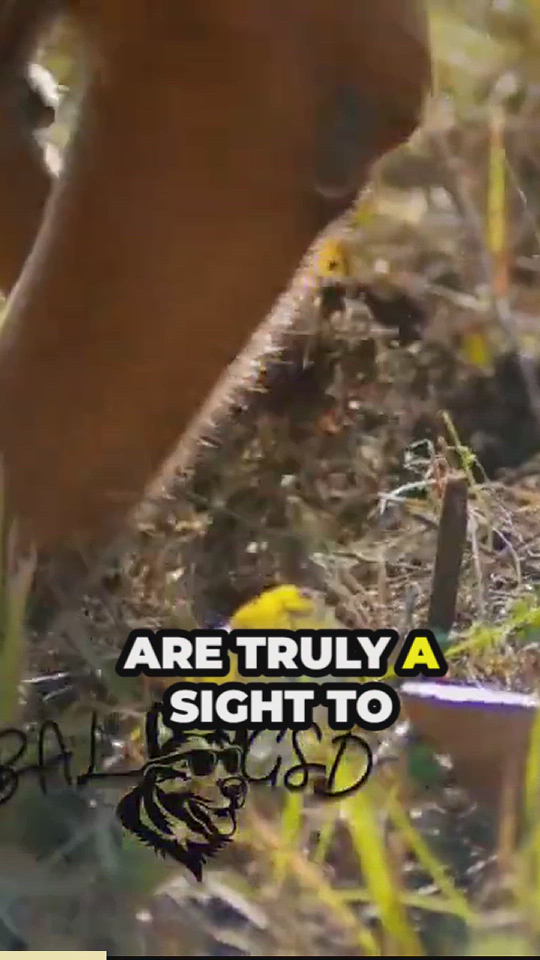 'Video thumbnail for traits that make german shepherds excellent herders'