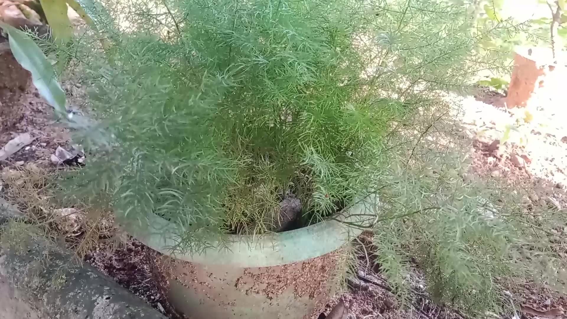 Video thumbnail for Asparagus setaceus