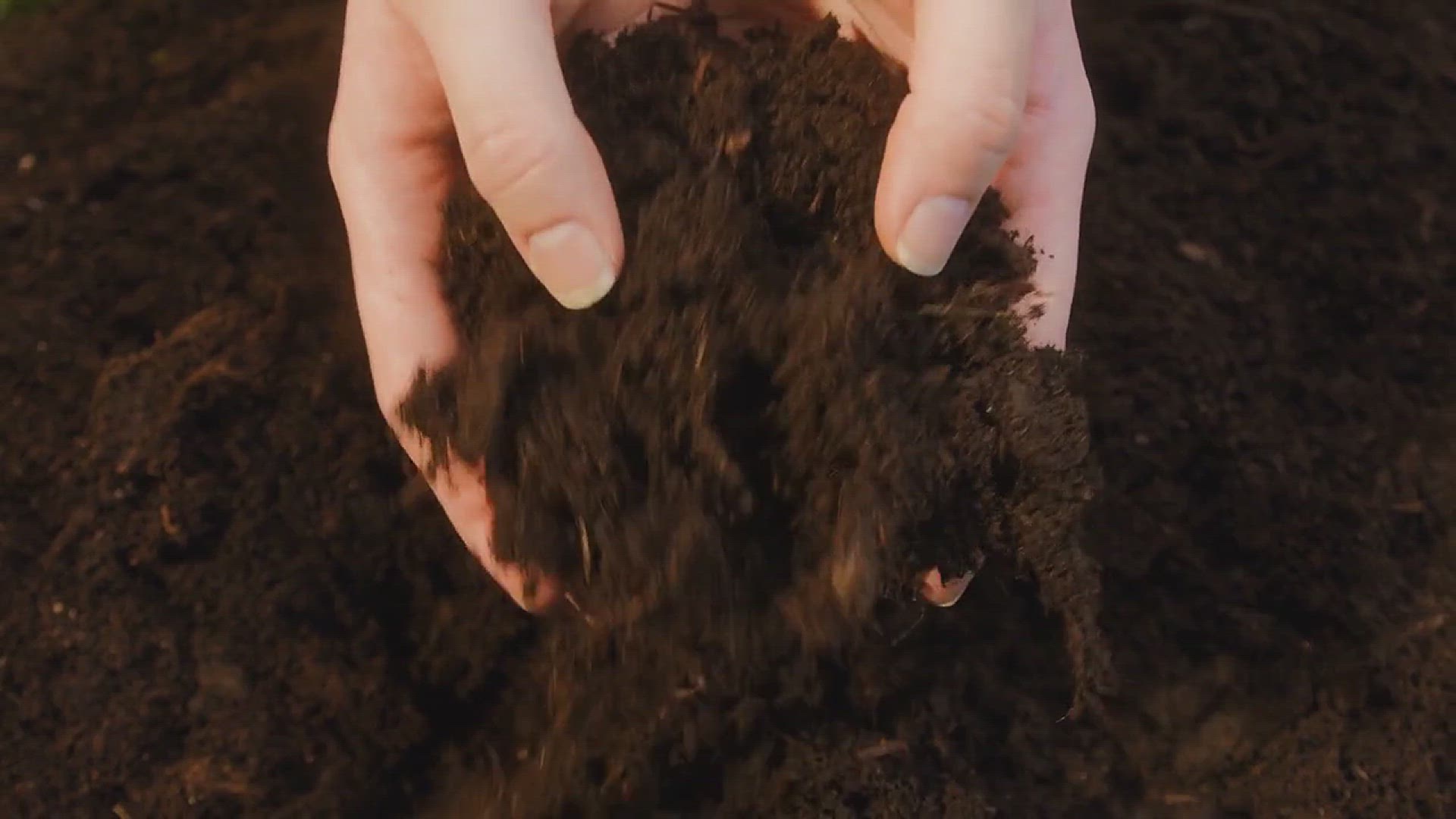 'Video thumbnail for Tips for Growing Cauliflower in Your Backyard'