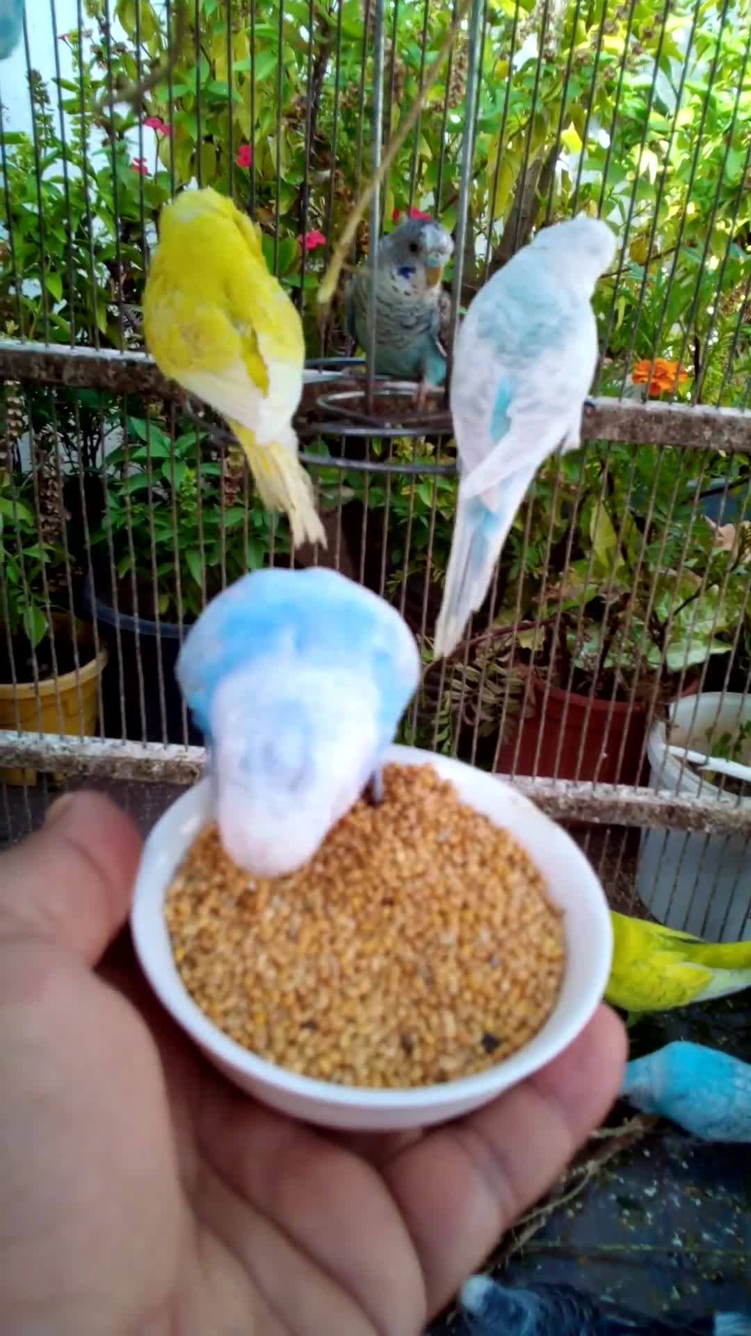 'Video thumbnail for Soaring Profits High Income Bird Businesses with Instant Short Term Gains#birds#parrot #birdslover #'
