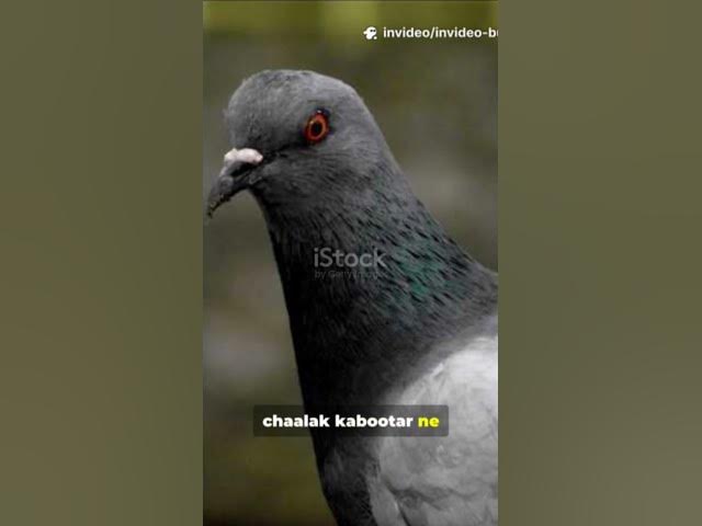 Video thumbnail for #Tittle ~ "कबूतरों की एकता"🕊️🕊️🐦⬛