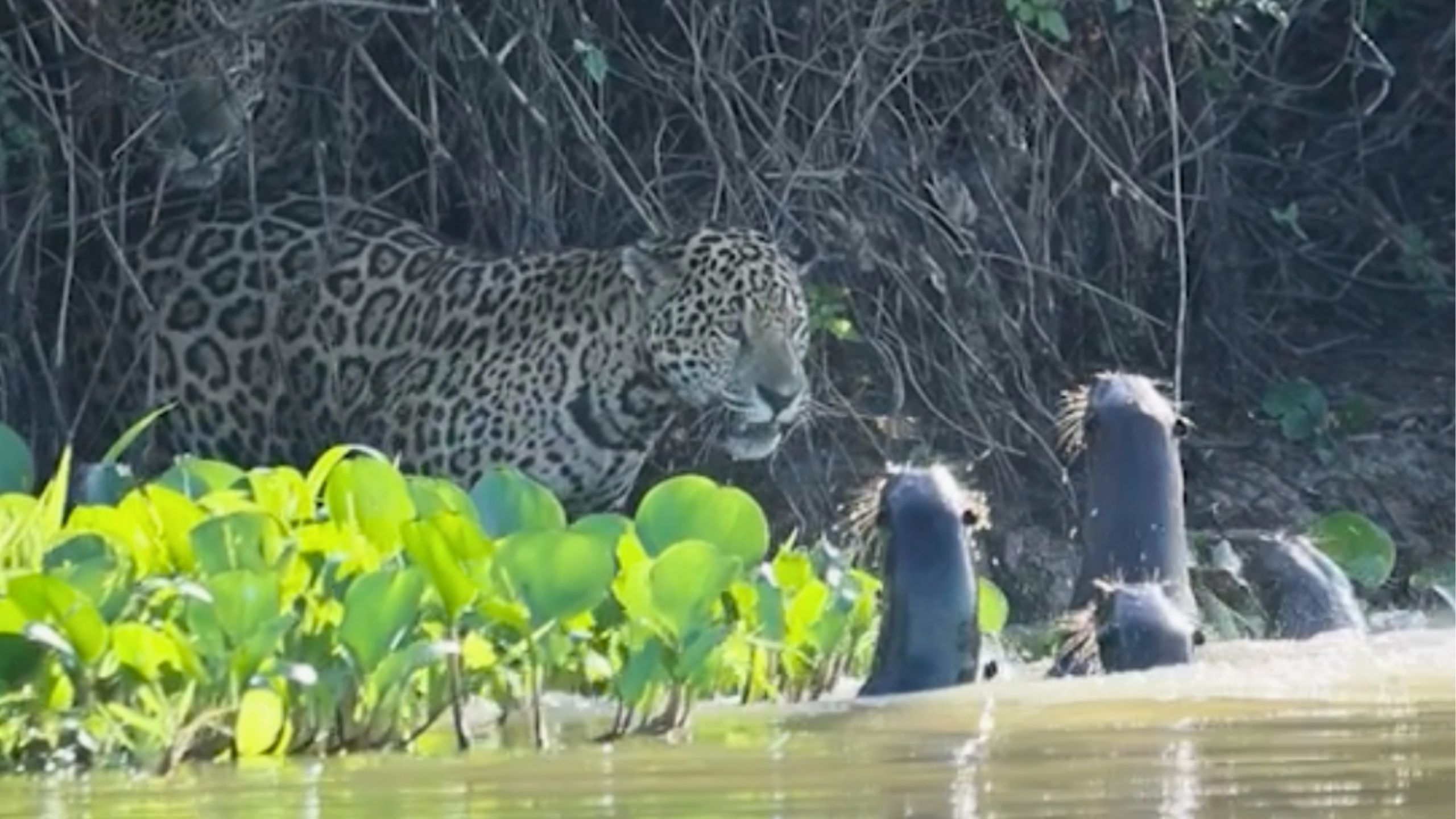 Video thumbnail for Fearless Otter Family Take On Pair Of Jaguars