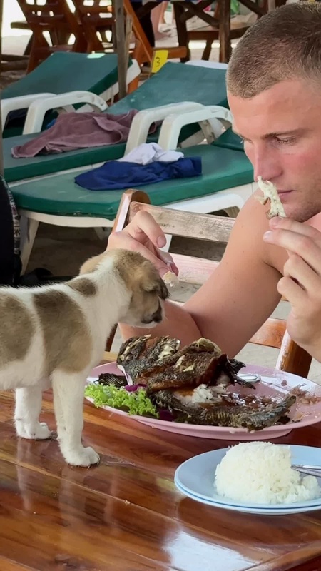 Video thumbnail for Puppy Steals the Spotlight at the Beachside Lunch Table