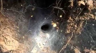 'Video thumbnail for Spiders in the western ghats of India/Spiders in forests'