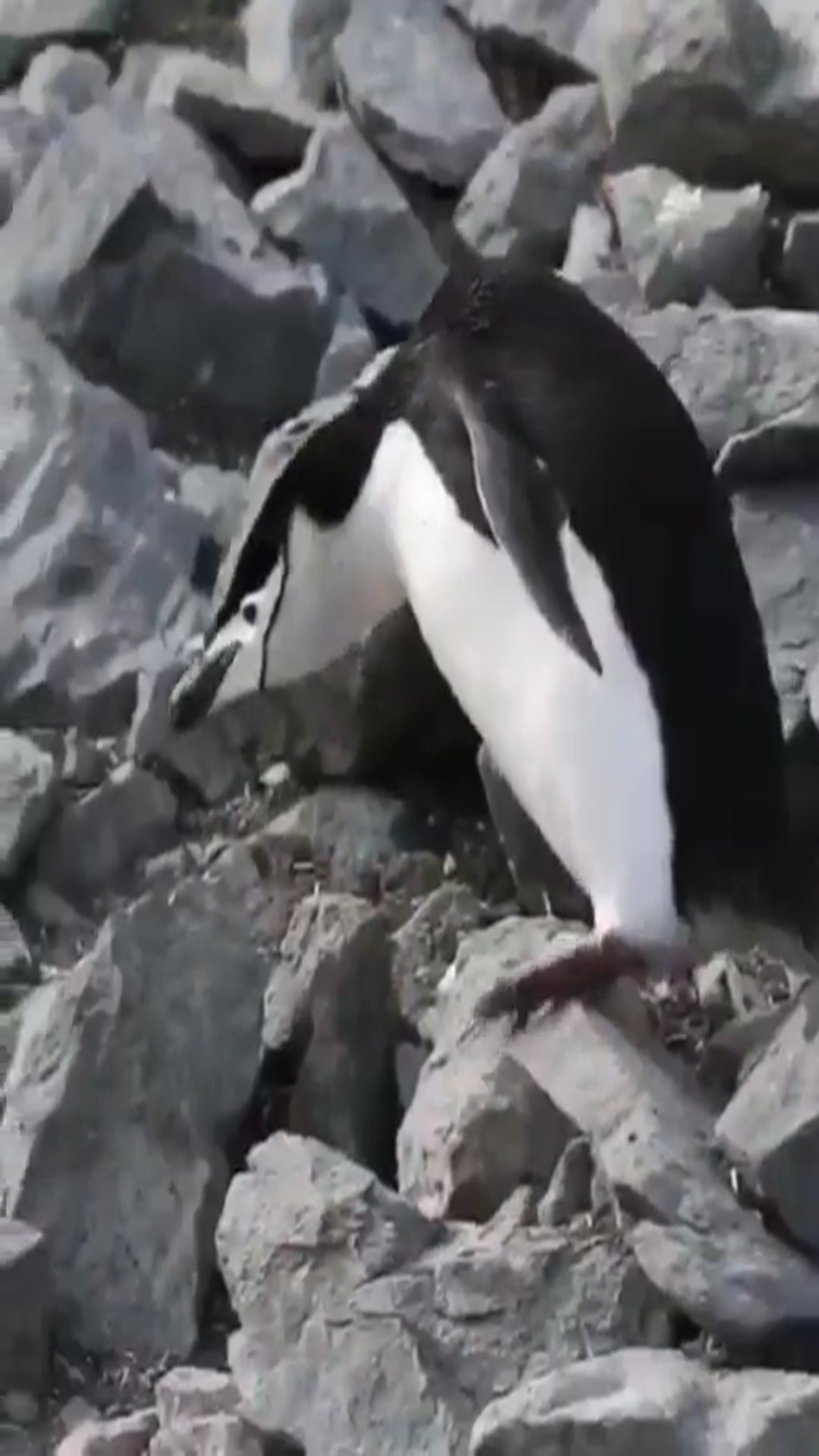 Video thumbnail for Sea birds