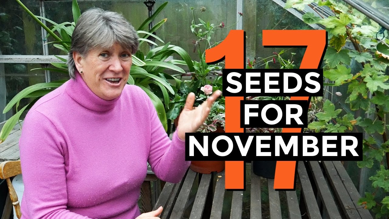 Video thumbnail for What to Sow in November | Seeds and Plants for November | Self-sufficient vegetable garden (2020)