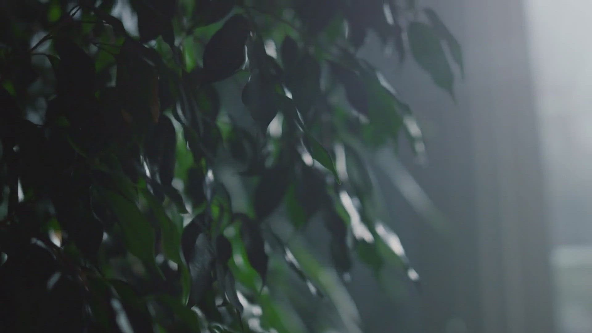 'Video thumbnail for How to Grow Umbrella Plant in the Home Garden'