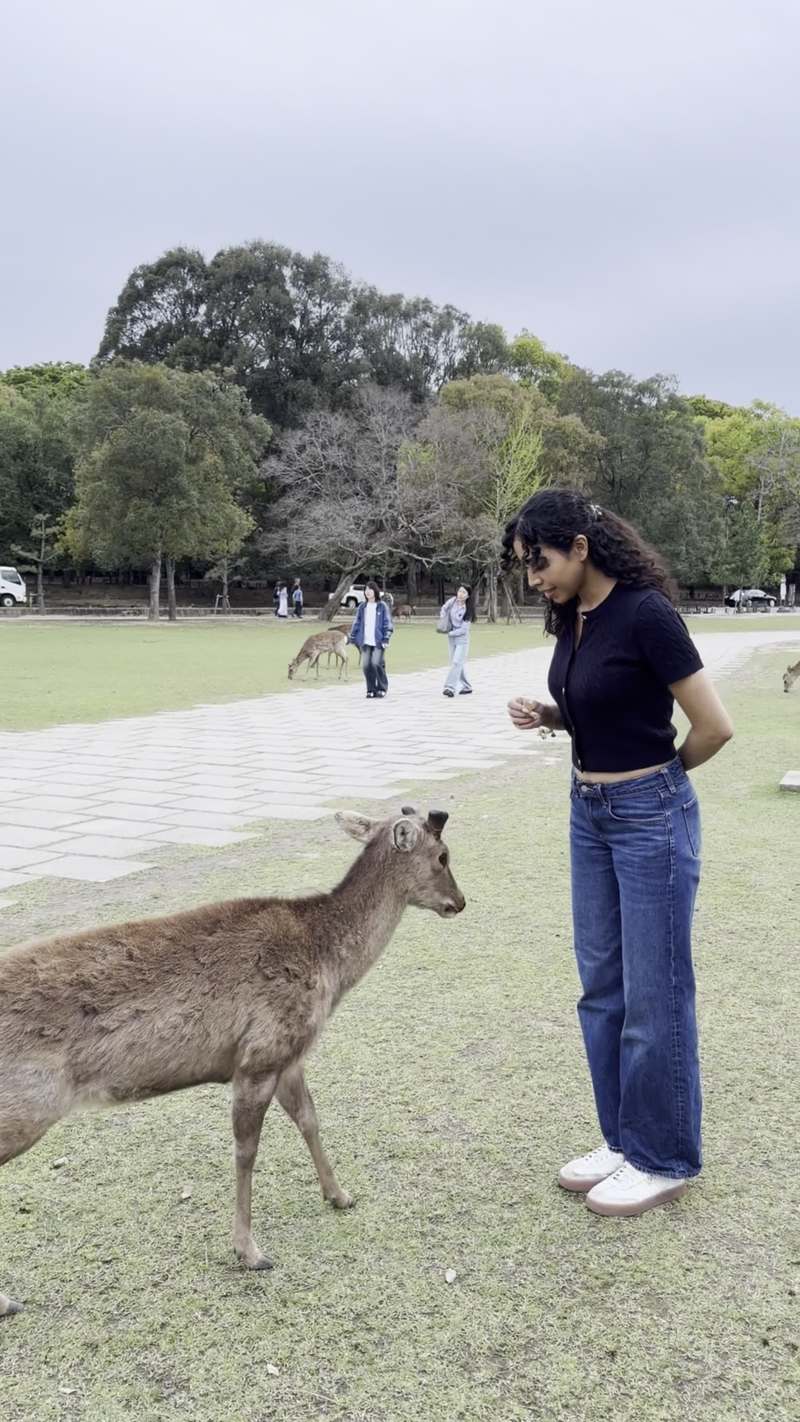 Video thumbnail for Playful Deer Encounter in Nara Park Japan