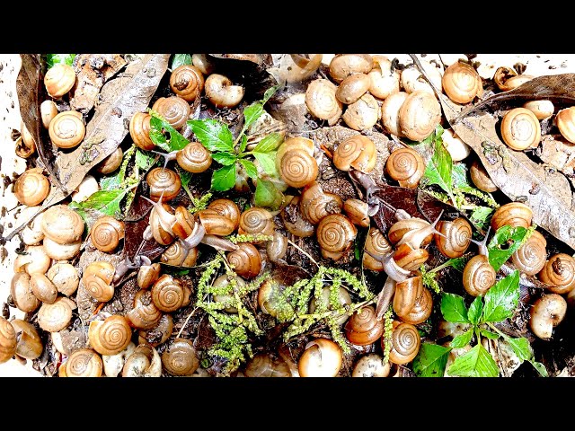 ​Snail hunter eating bananfruits, red vegetable with papaya fruits now 🦐|🐙snails