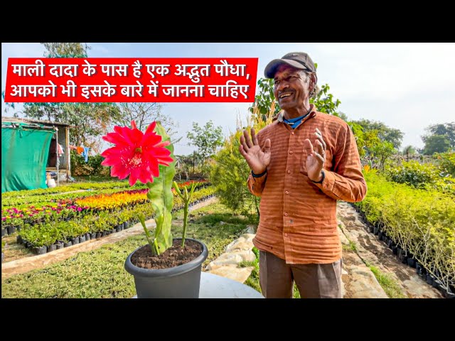 Video thumbnail for Brahma Kamal का रहस्य | इस पौधे के फायदे और रोचक तथ्य जानें