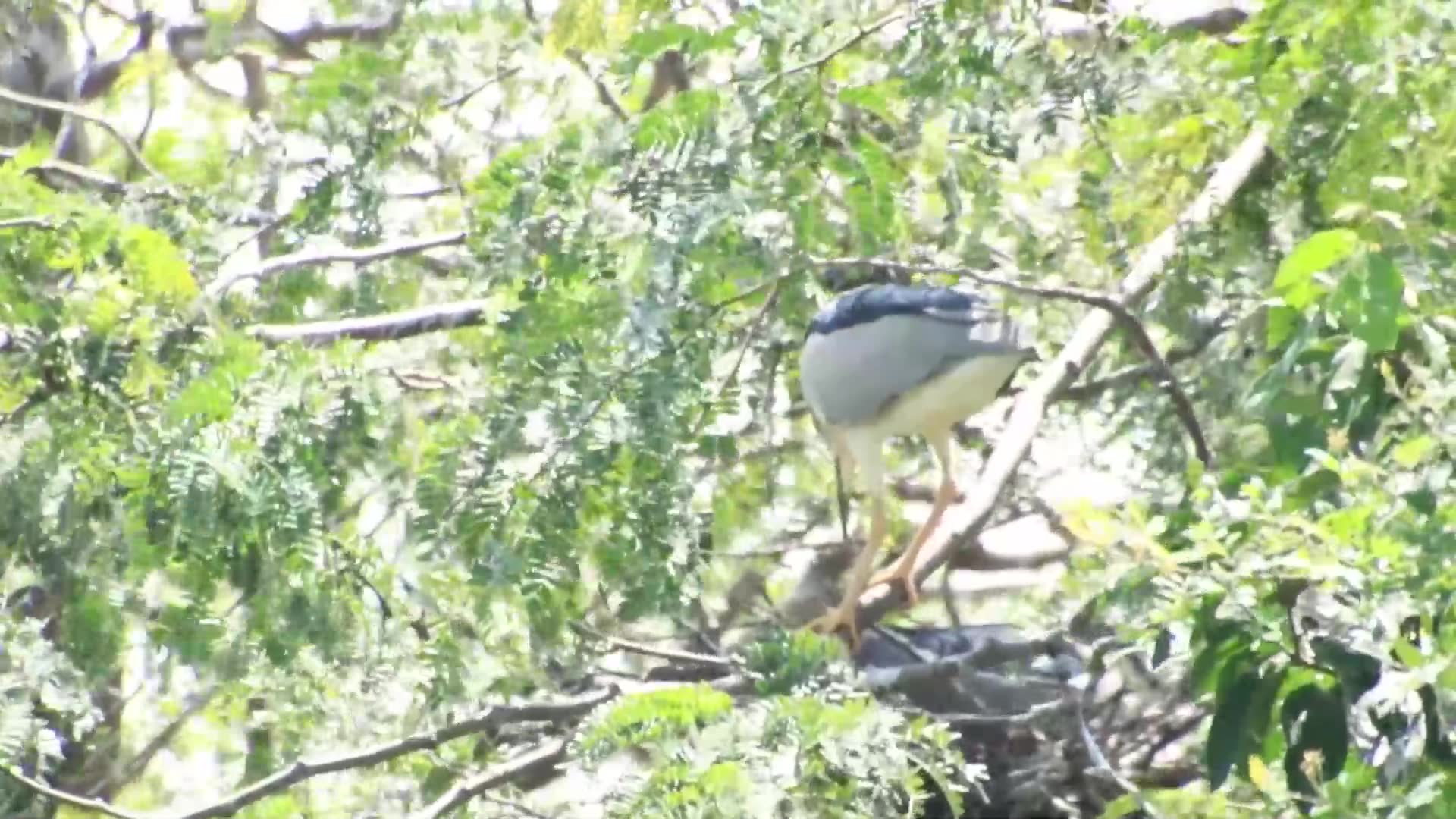 'Video thumbnail for The nest & mother stay to protect nest'