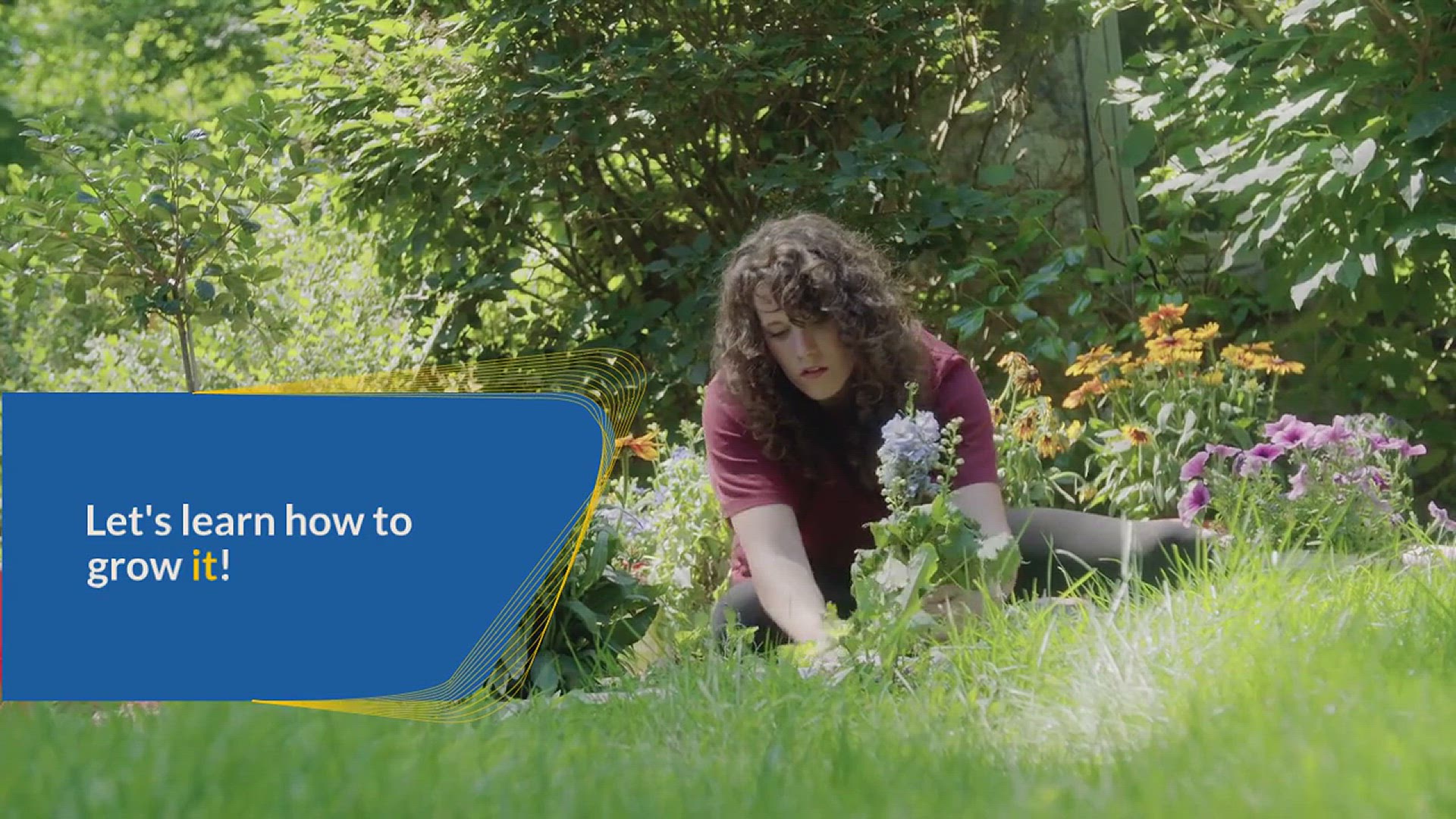 'Video thumbnail for Growing Angel's Trumpet Guide'