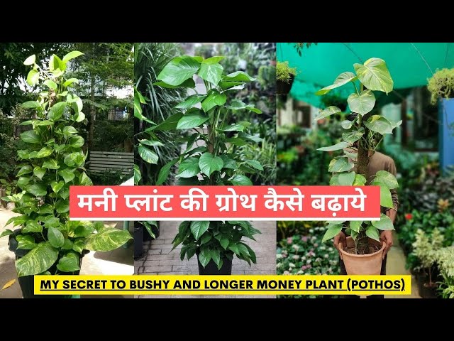 Video thumbnail for मनी प्लांट की ग्रोथ कैसे बढ़ाये | Money Plant Growth Hacks, Money Plant Ki Growth Kaise Badhaye Tips