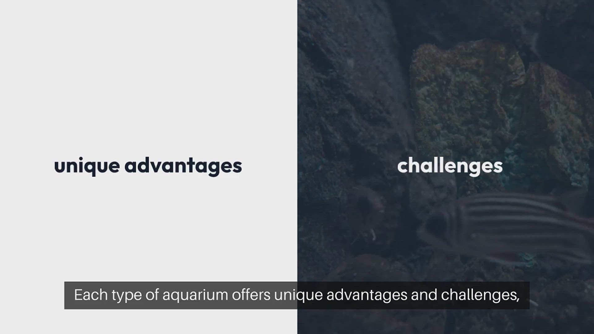 Video thumbnail for Keeping Fish Freshwater vs. Saltwater Aquariums