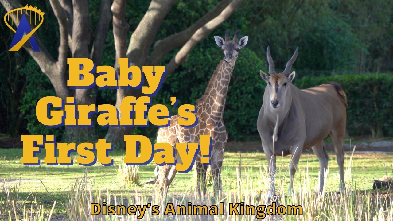 Video thumbnail for Baby Giraffe's First Day on the Savanna at Animal Kingdom