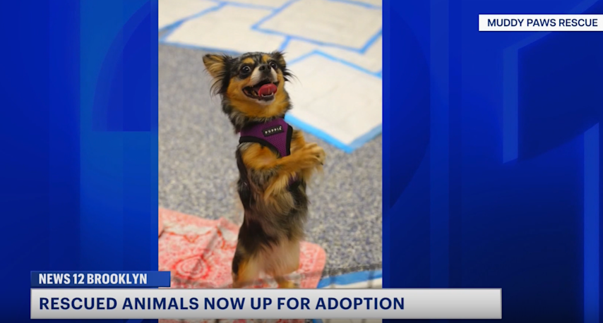Video thumbnail for Dogs rescued from Ocean Hill apartment available for adoption