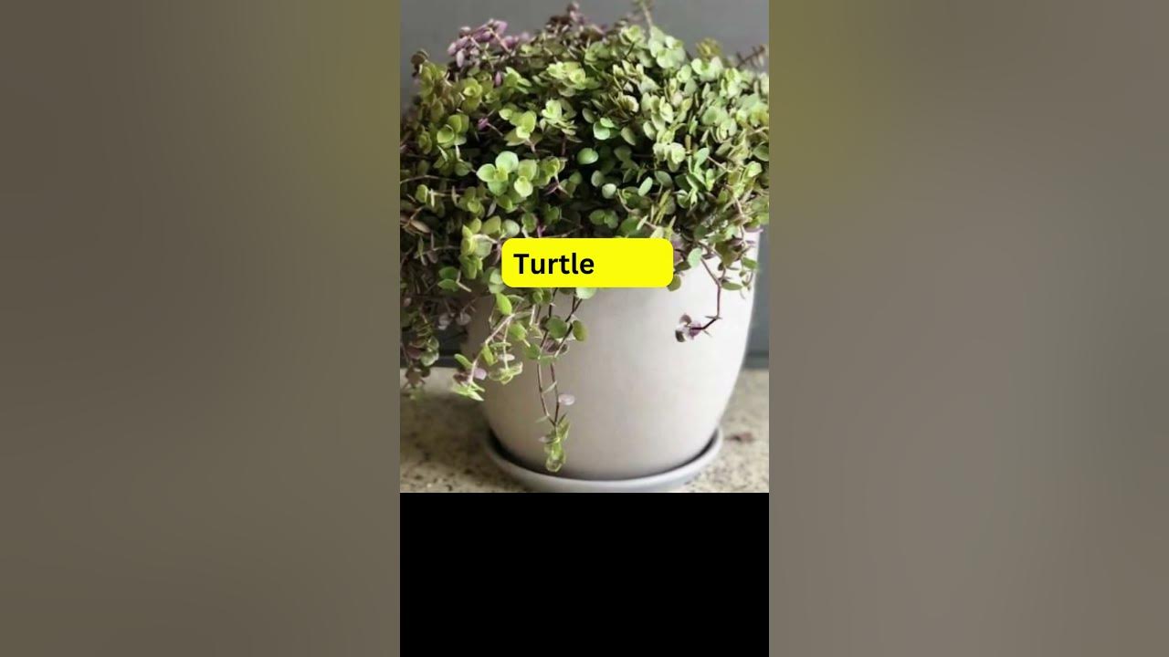 Video thumbnail for Fast Growing Indoor Plants; Part -II; #shorts #short #health