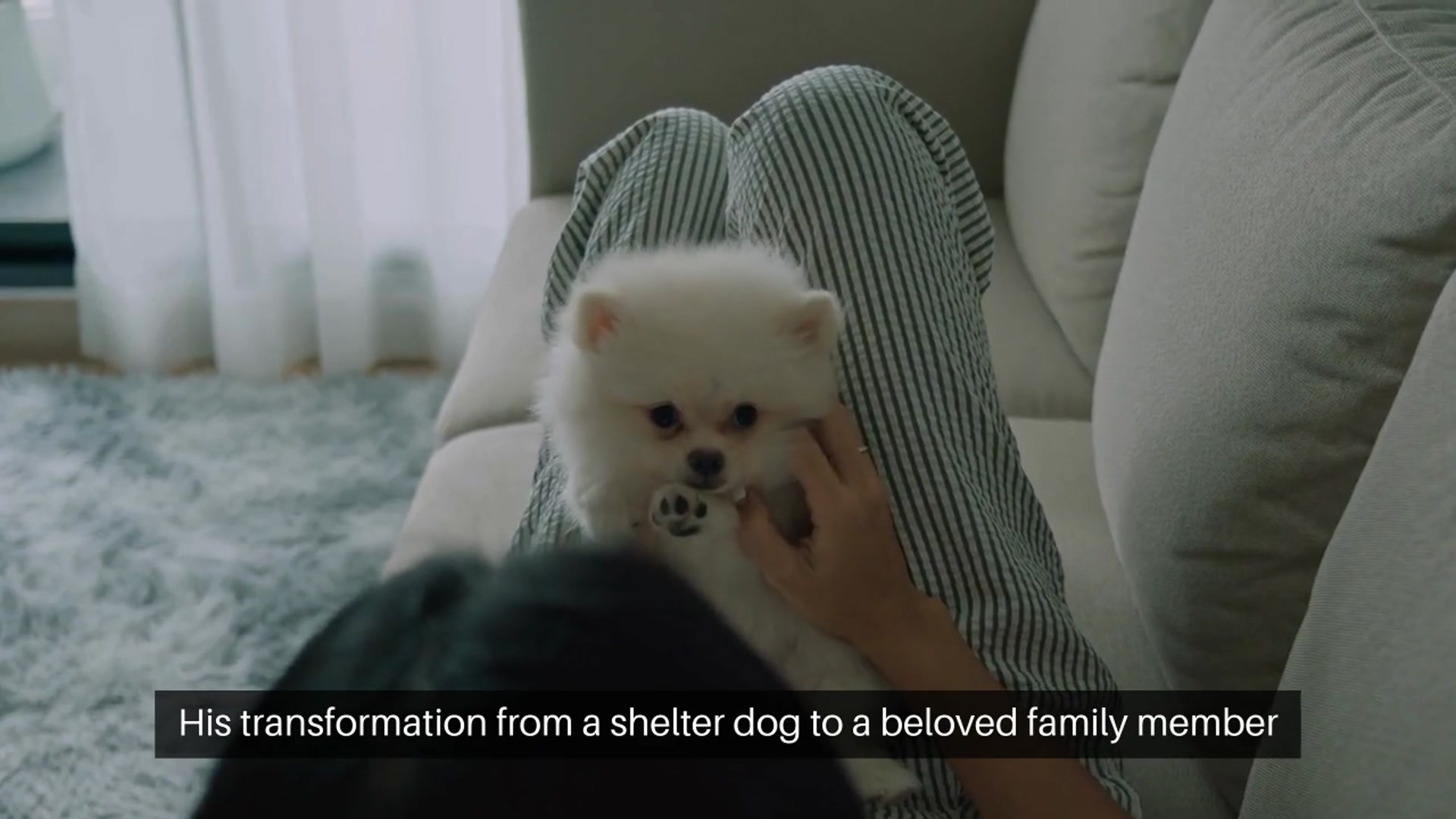 Video thumbnail for Adopting a Rescue Dog A Lifetime of Love