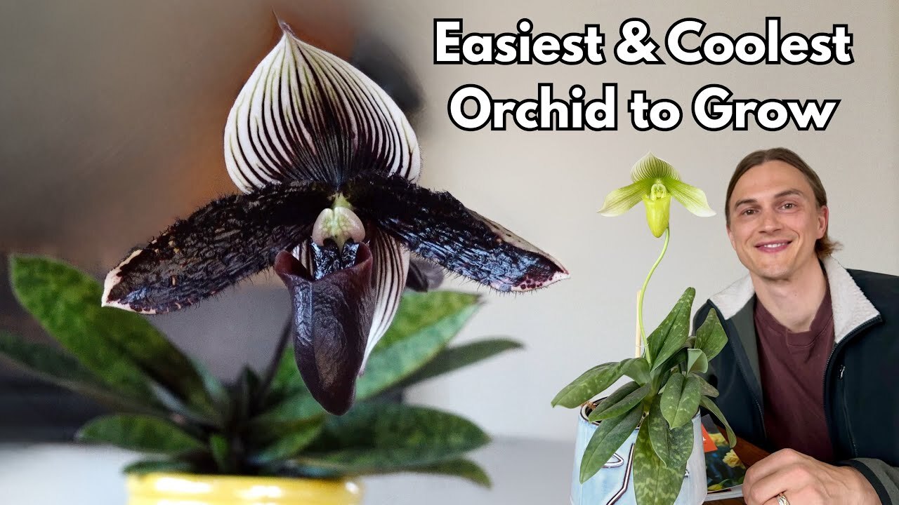 Video thumbnail for PAPHIOPEDILUM Orchid Growing Guide - How to Bloom, Repotting - Complete Tutorial