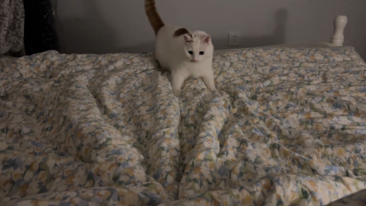 Video thumbnail for Cat Surprised by Owner's Hidden Feet Jumps Off Bed
