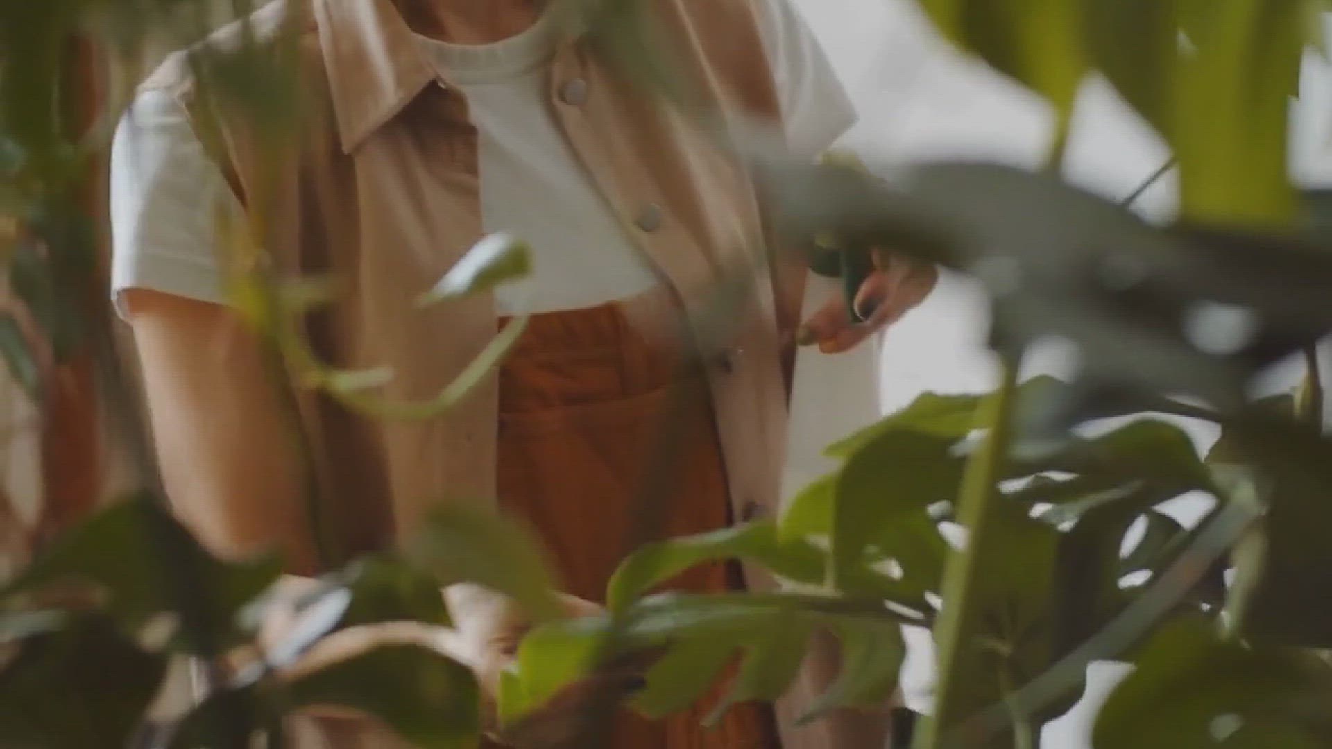 'Video thumbnail for How to Propagate Monstera'