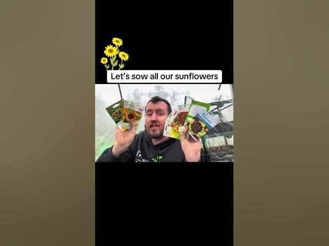 Video thumbnail for How to Sow Sunflower Seeds 🌻 Grow Tall, Strong & Stunning Flowers!