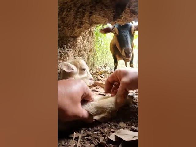 Video thumbnail for Hands Prying Netting in a Tight Forest Den Space