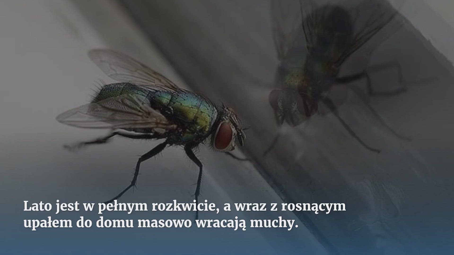Video thumbnail for Nie zobaczysz już much w swoim domu ze sztuczką ze szklanką wody