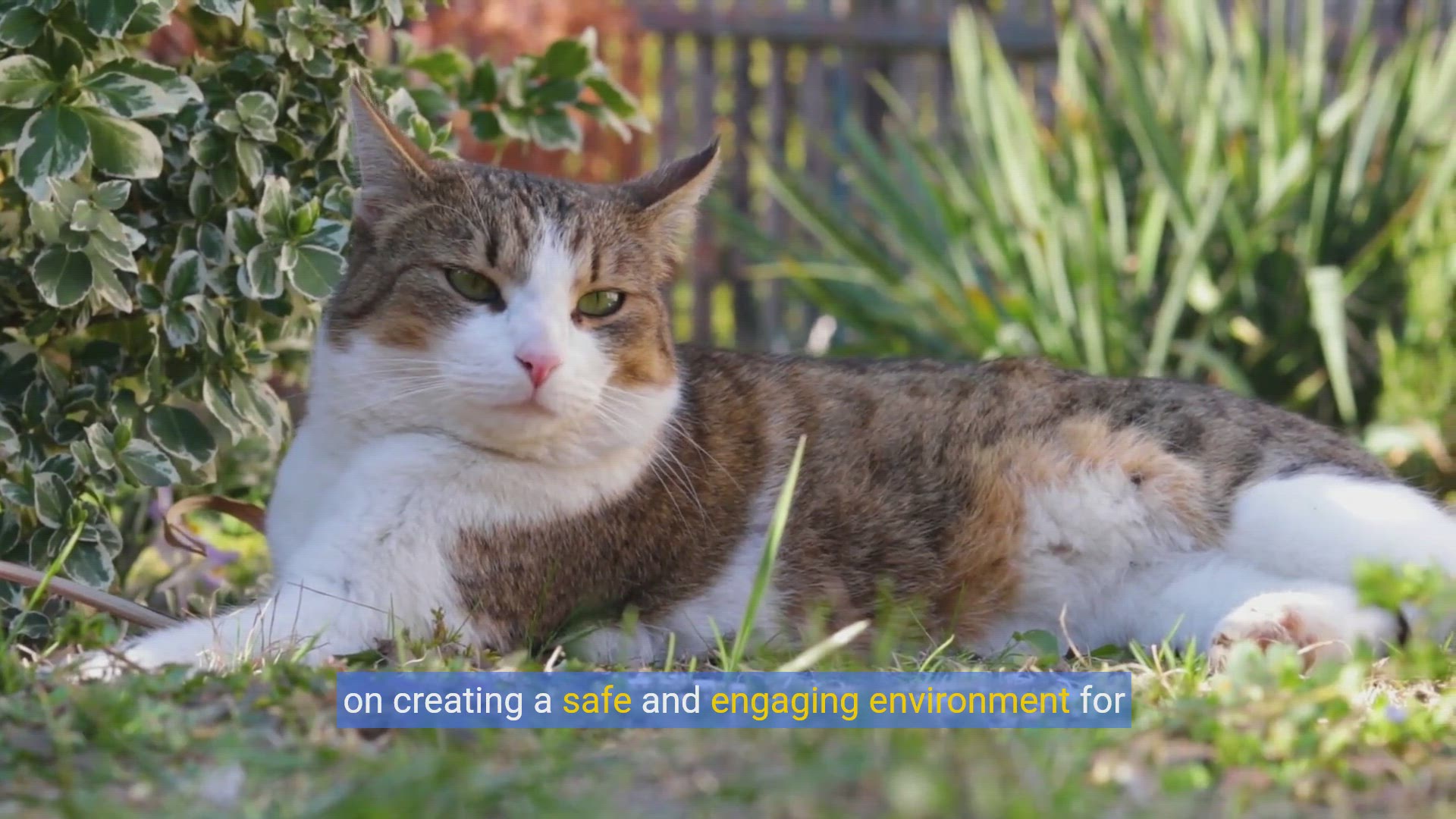 'Video thumbnail for Purr-fect Gardens: Creating a Cat-Safe Outdoor Paradise'
