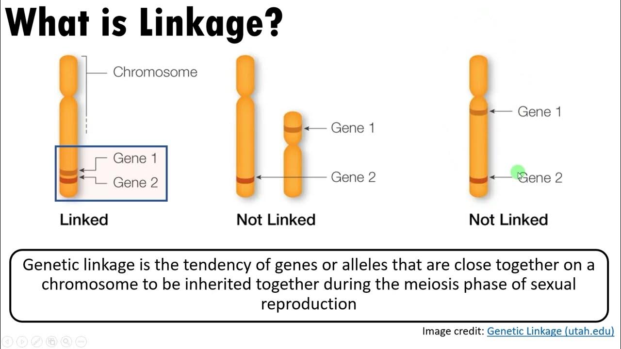 Video thumbnail for The relationship between Linkage, Independent Assortment, Crossing Over and Homologous recombination