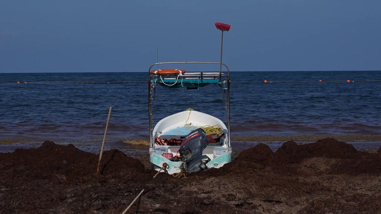 Video thumbnail for Mexico: Sargassum blankets beaches in Mexico's Tulum during annual seaweed season.