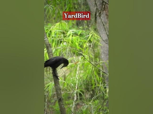 Video thumbnail for Natural Brillance