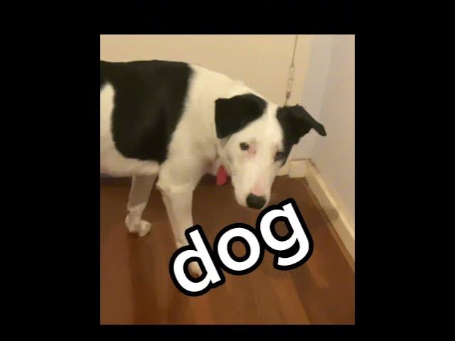Video thumbnail for dog #dogshorts #dogs #dog