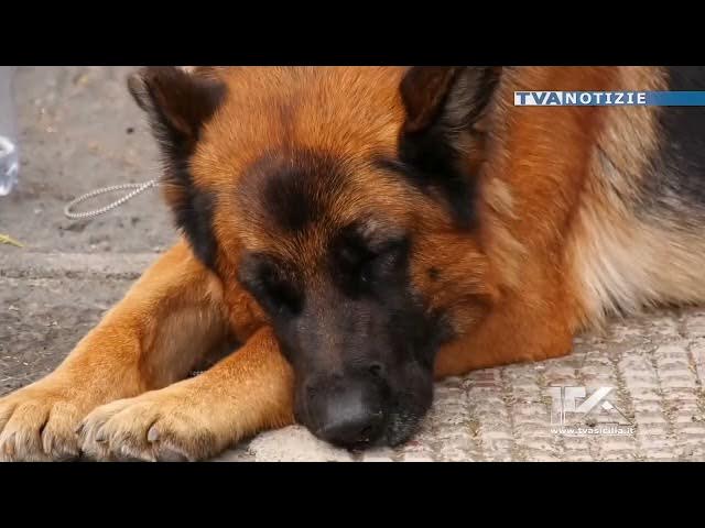 Video thumbnail for Adrano. Il pastore tedesco preso in custodia dagli operatori del soccorso veterinario. Le carezze de