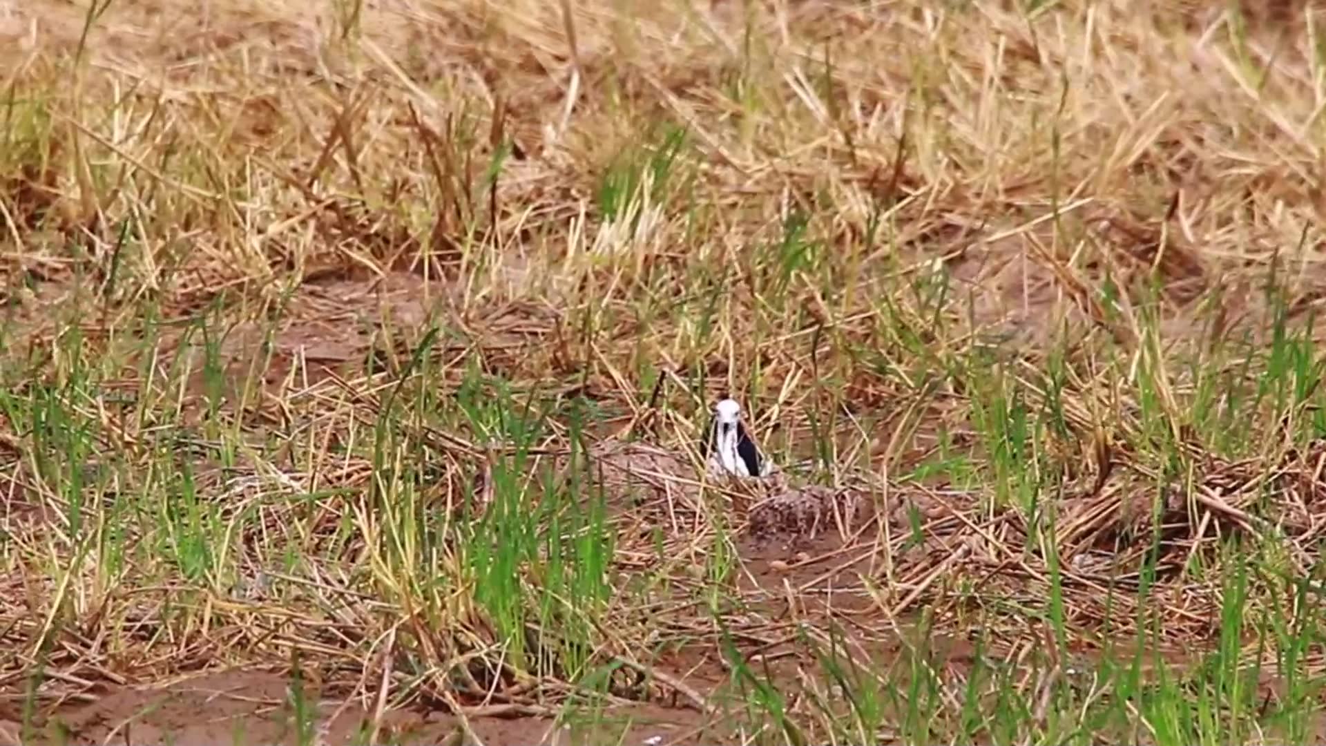 Video thumbnail for THe wild bird waiting caatch food eat