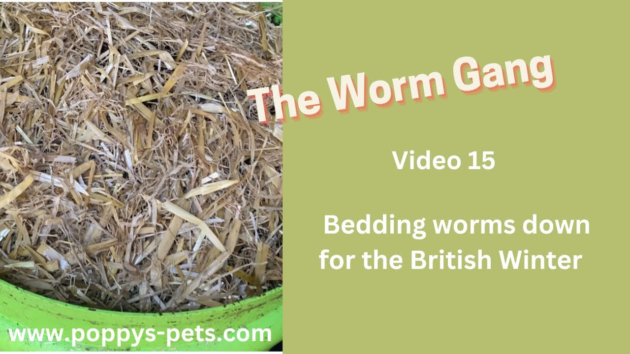 'Video thumbnail for Video 15: Insulating Any Worm Bin for the Winter including The Ferme Du Moutta'