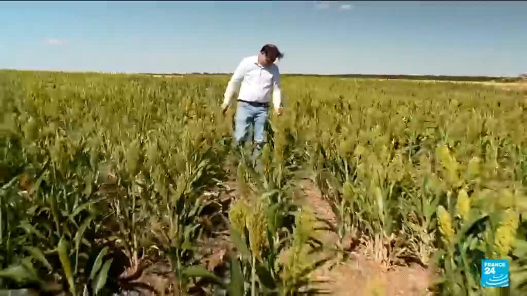 Video thumbnail for Heatwaves bring an early wine harvest in France