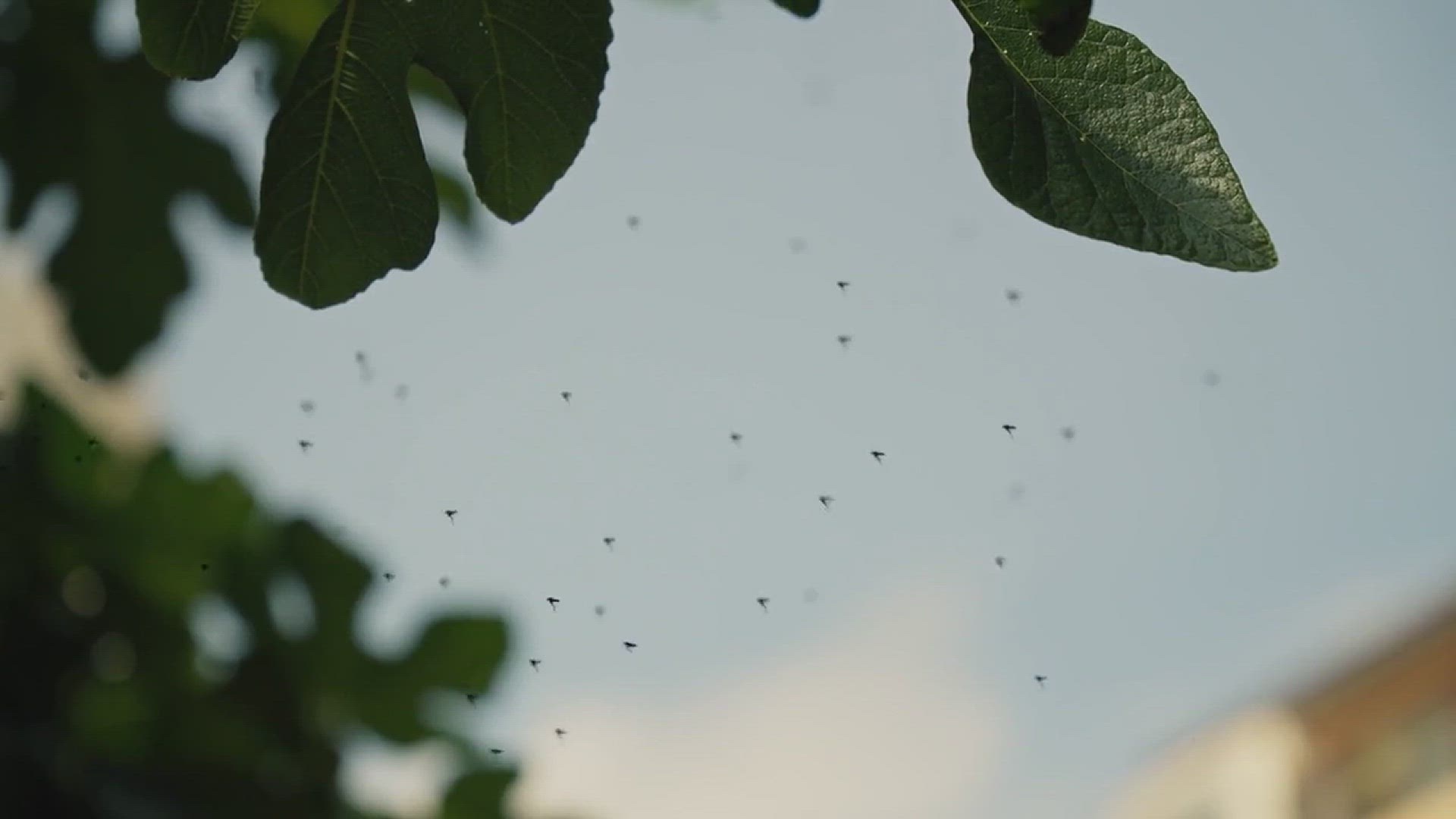 'Video thumbnail for Types of Black Bugs'